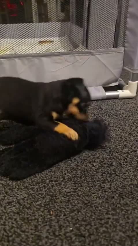 Russian Toy Terrier dogs for sale: Rare black russian toy. - Video 5