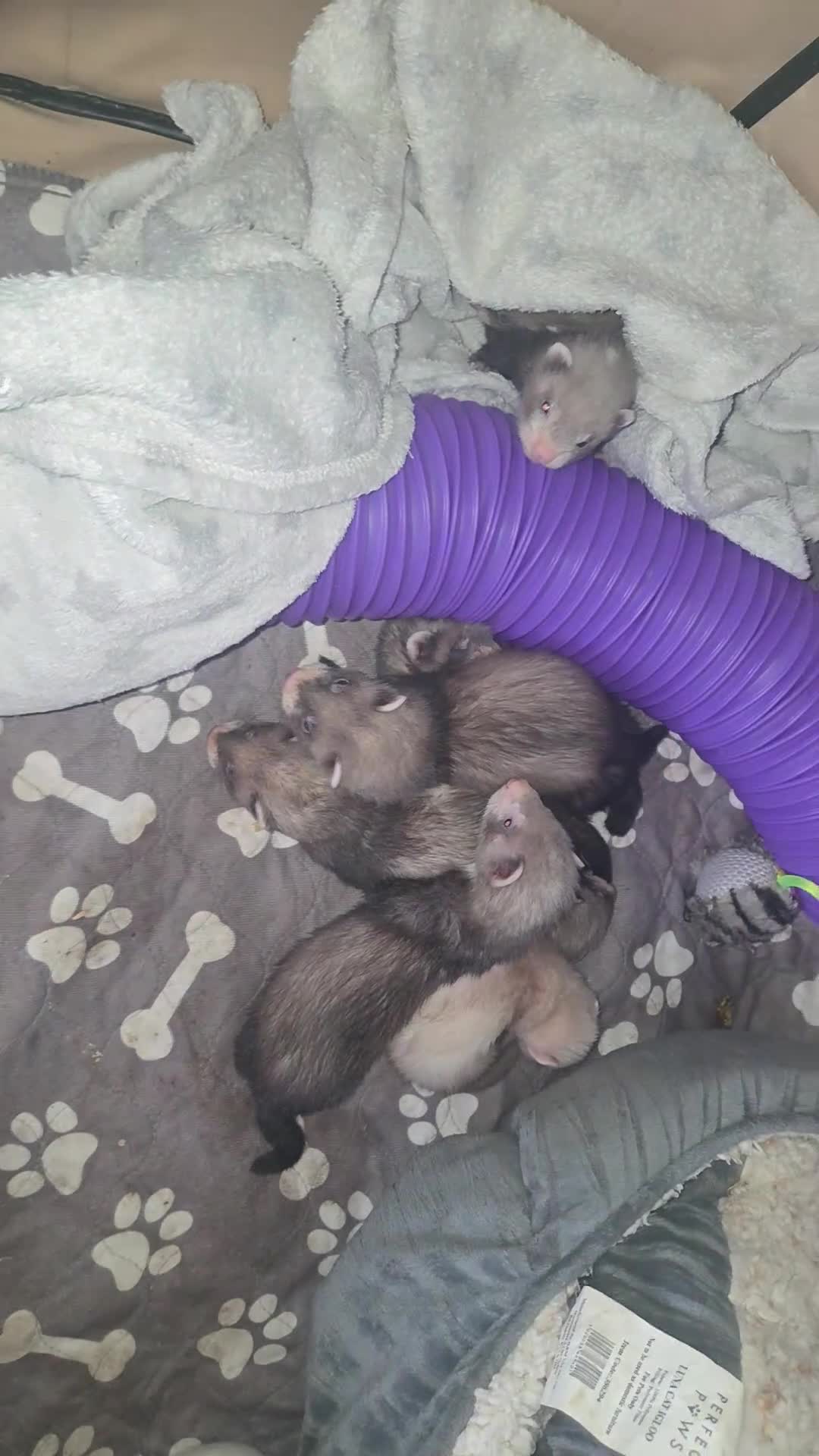 Ferret rodents for sale: Ferret kits  in Beith - Video 2