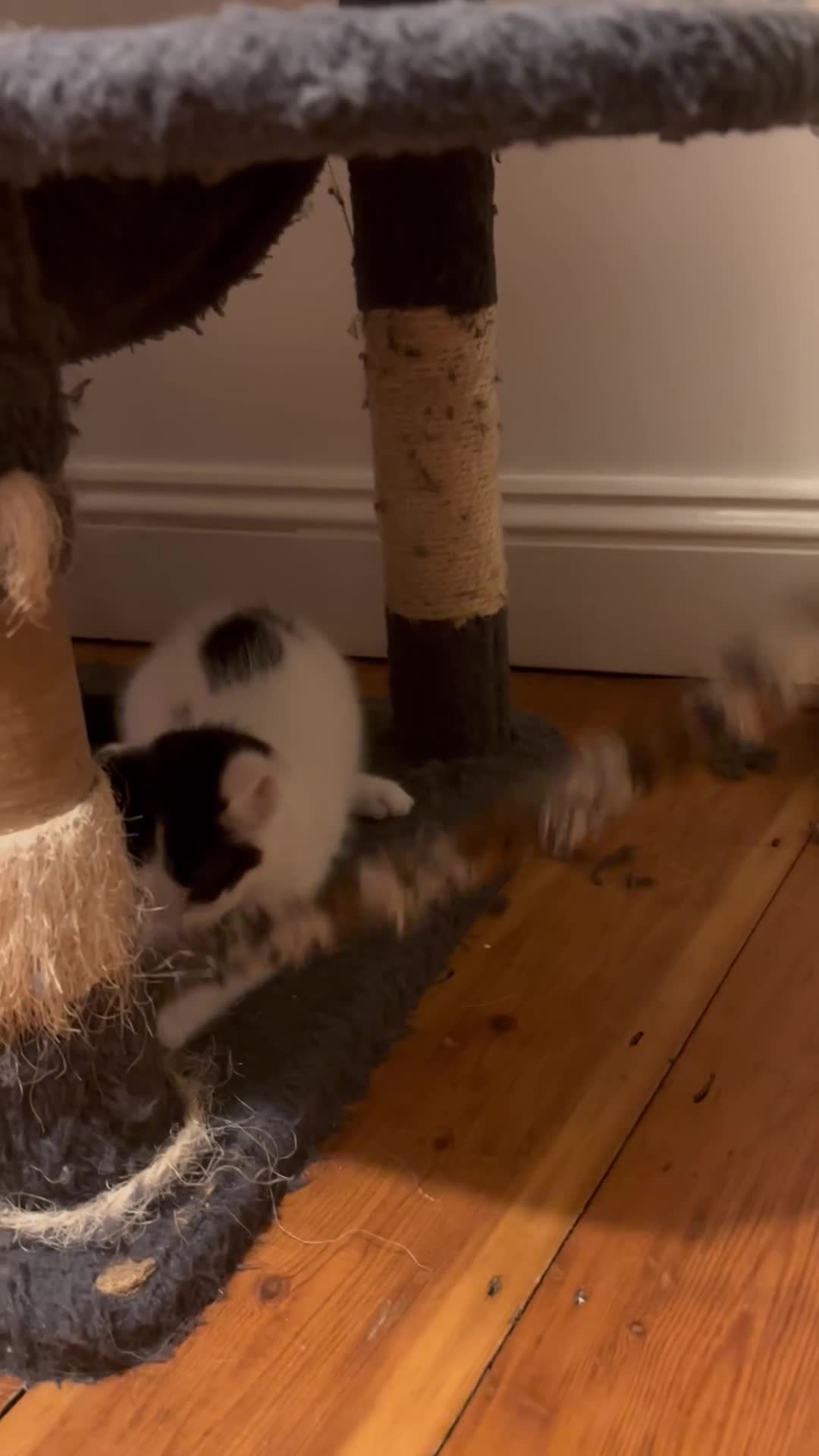 Mixed Breed cats for sale: Kittens 8 weeks old mainecoon cross ready now 🙀🐈 in Croydon - Video 2