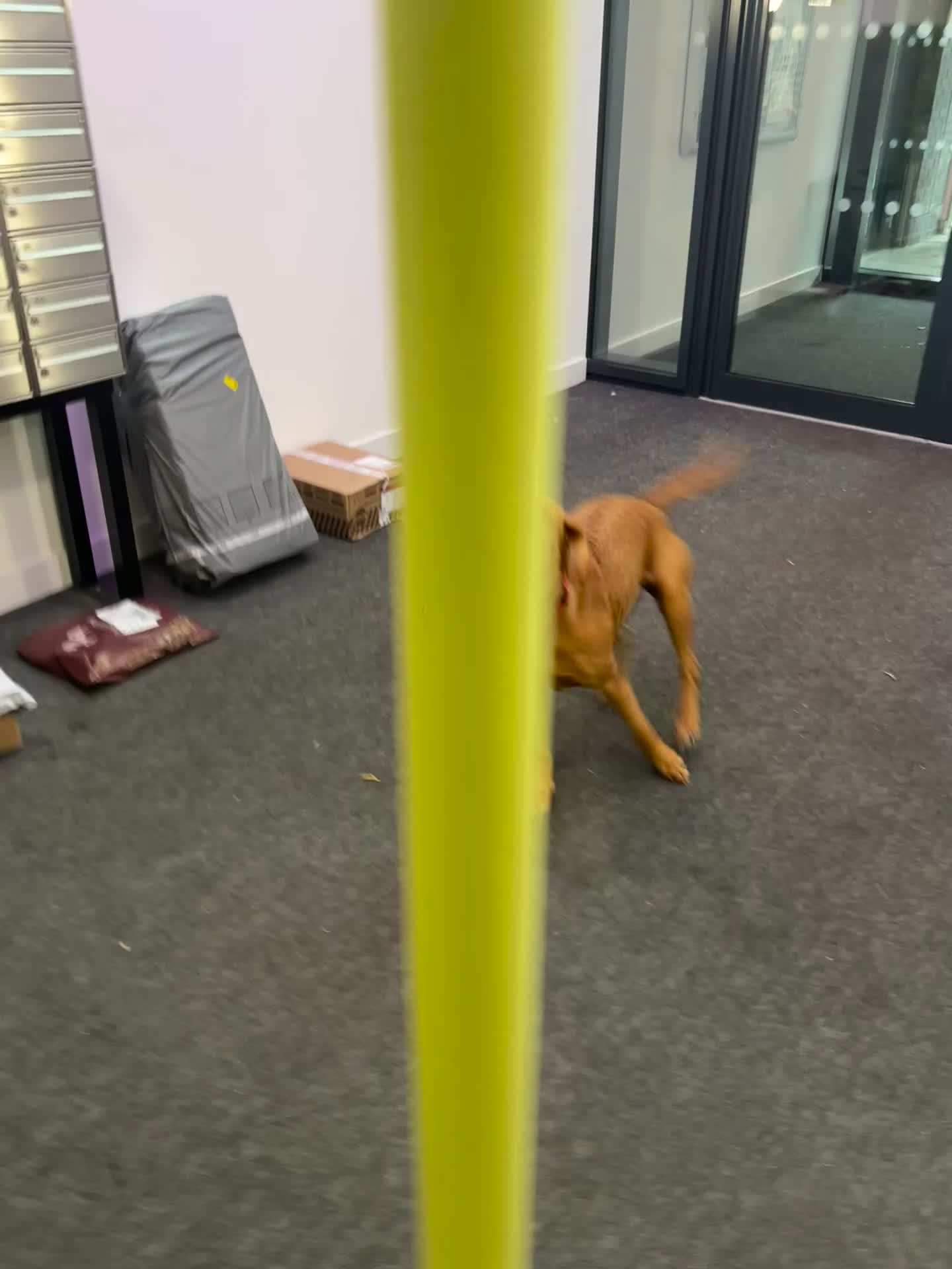 Labrador Retriever dogs for stud: Archie - Video 1