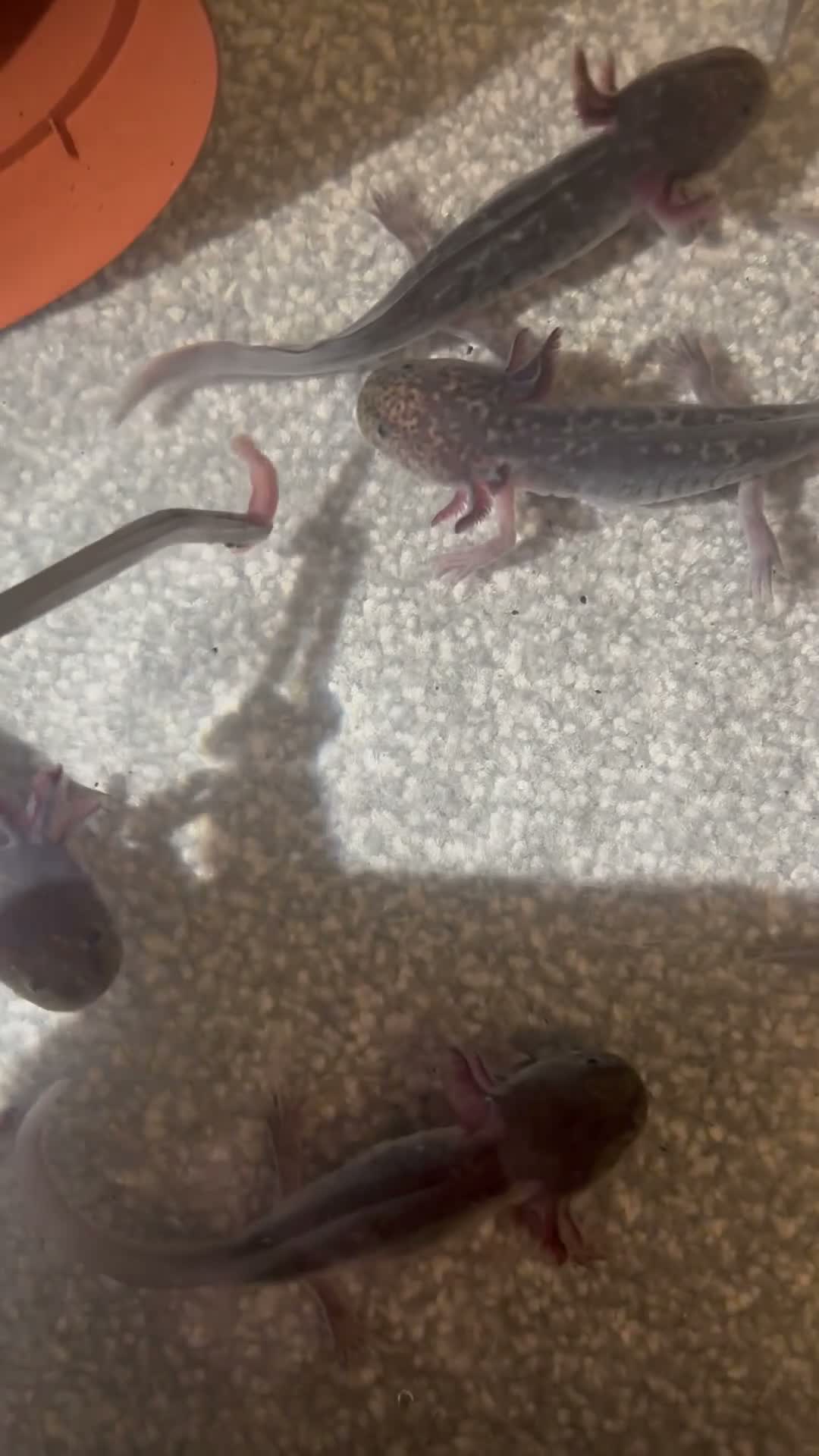 Axolotl reptiles for sale: Black Meleniod axolotls   - Video 1