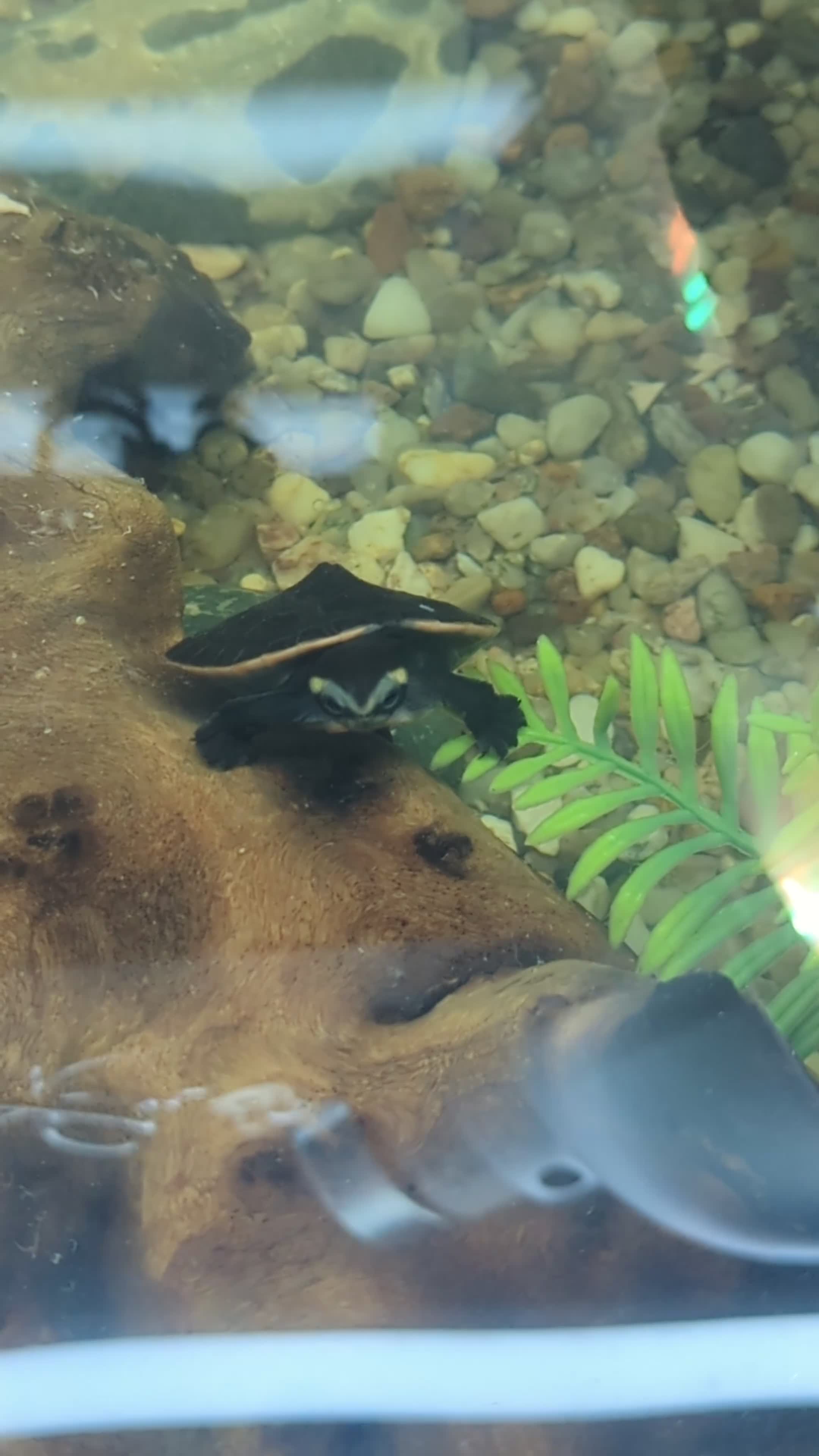 Turtle reptiles for sale: 2x red belly sideneck turtle  in Dunstable - Video 1