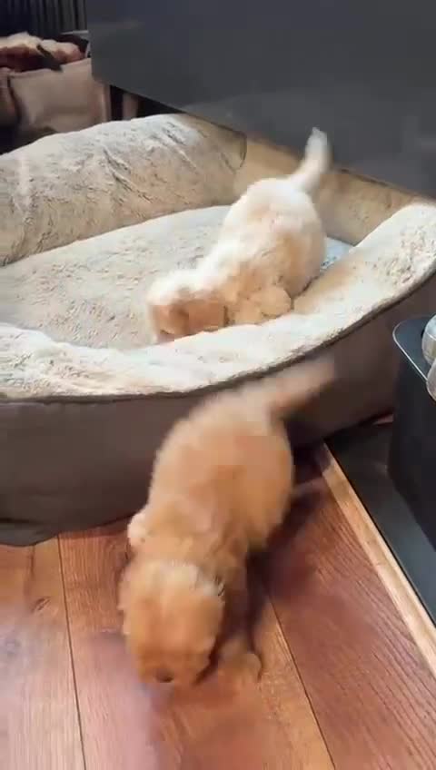 Cavapoo dogs for sale: 💙 TOY CAVAPOO 💙 - Video 3