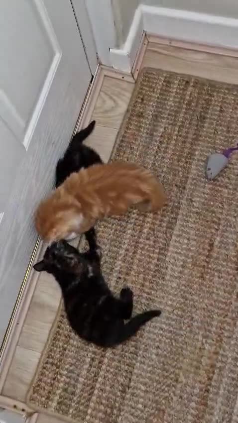 Mixed Breed cats for sale: Adorable kittens  - Video 4