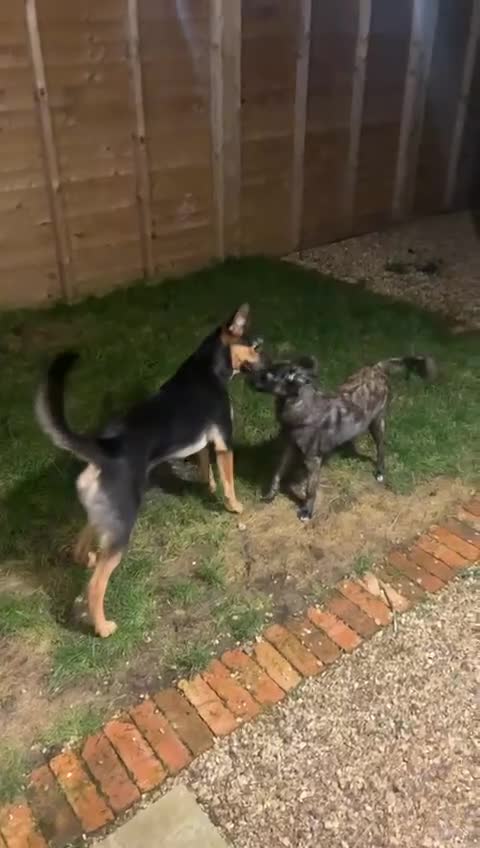 Mixed Breed dogs for adoption: URGENT: 💙MILO💙 – A SOFT, LOVING 1 YEAR OLD BOY  - Video 3