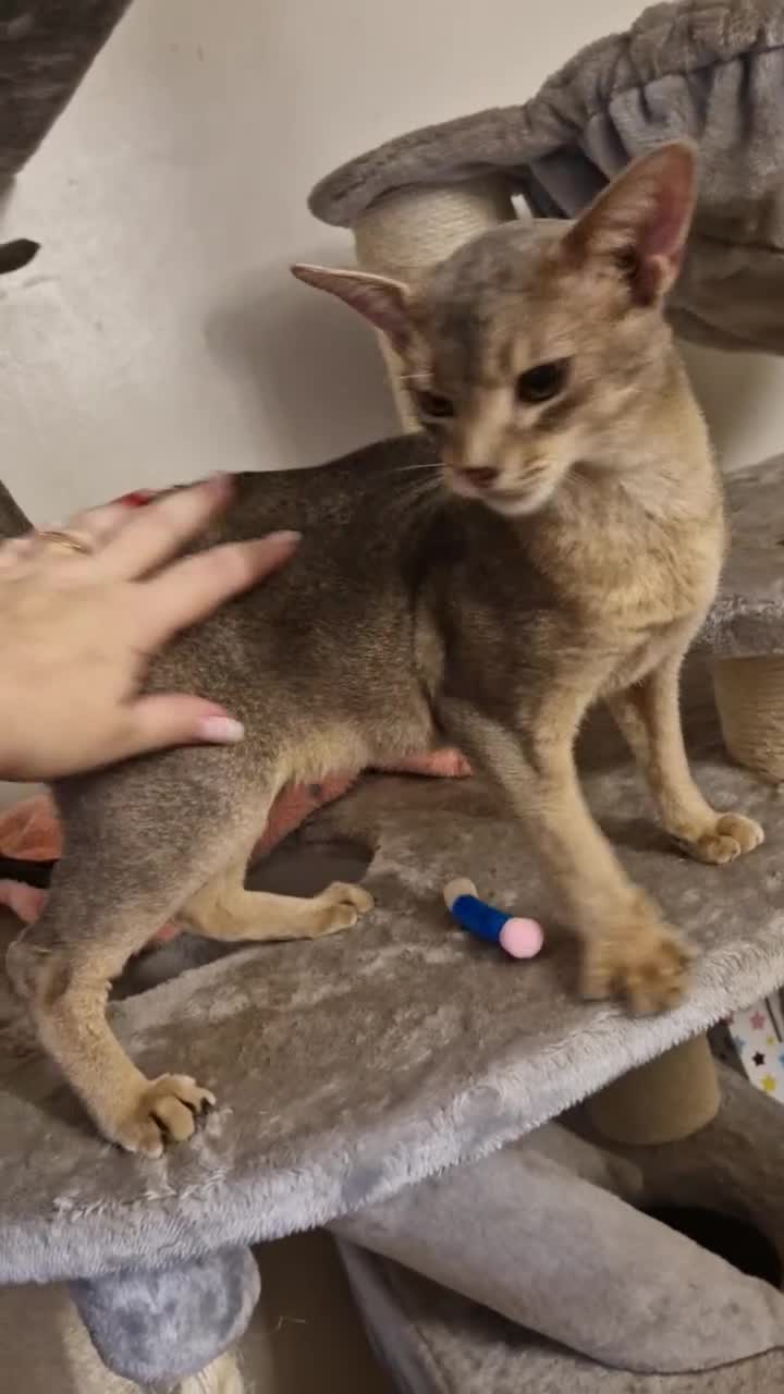 Abyssinian cats for sale: Beautiful blue boy 💙 - Video 2