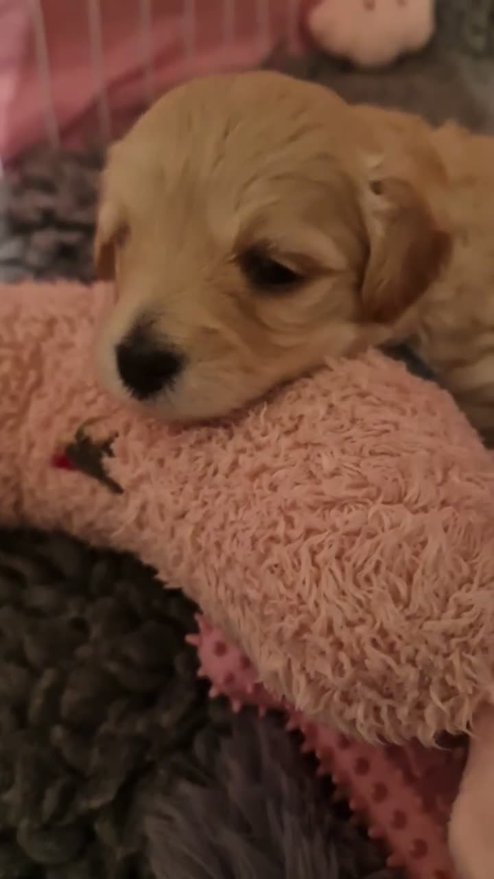 Maltipoo dogs for sale: Our beautiful Maltipoo puppy still available - Video 4