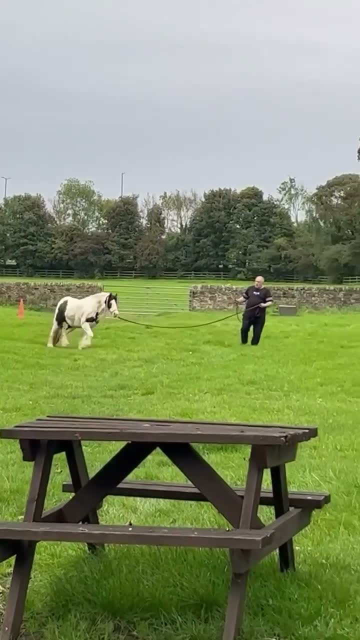 Irish Cob horses for sale: Pebbles  in Jarrow - Video 1