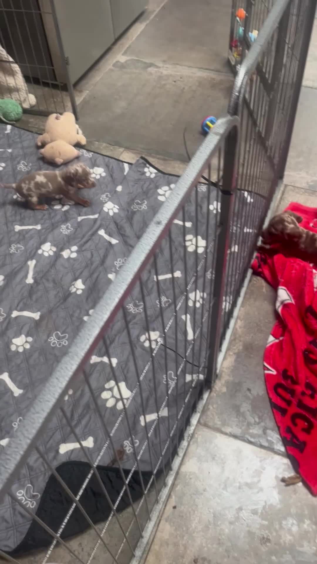 Miniature Dachshund dogs for sale: 3 Extremely clean and healthy KC boys available  - Video 3