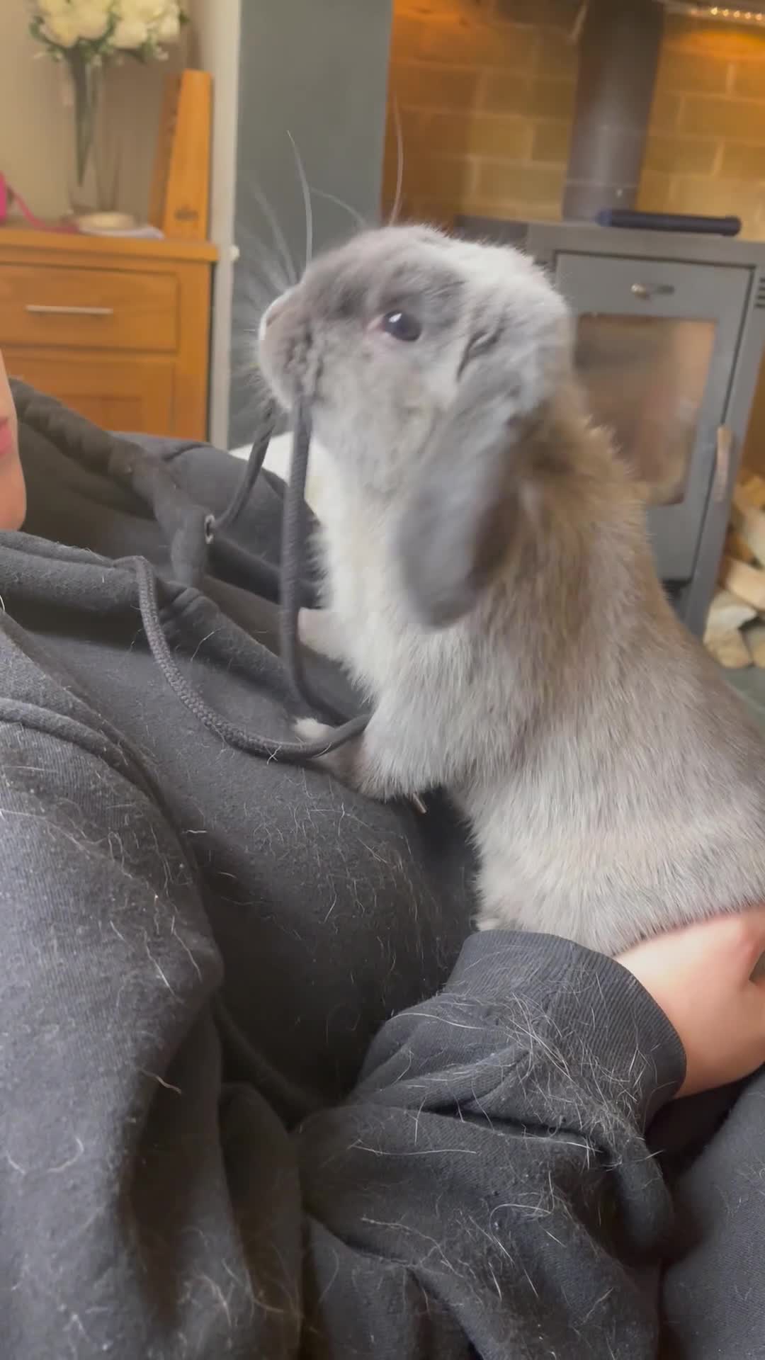 Mini Lop rabbits for sale: Mini Loop  in Brockenhurst - Video 1