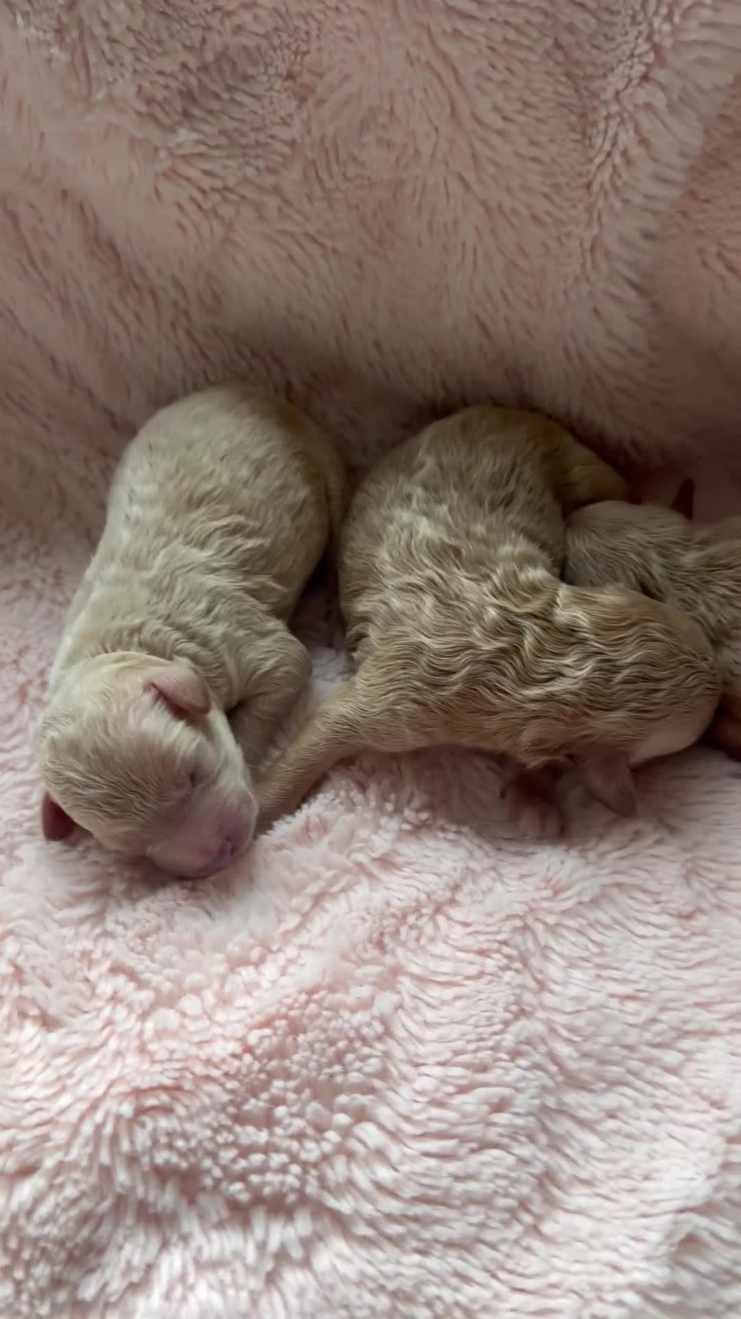 Maltipoo dogs for sale: Beautiful Maltipoo F1 Puppies - Video 2