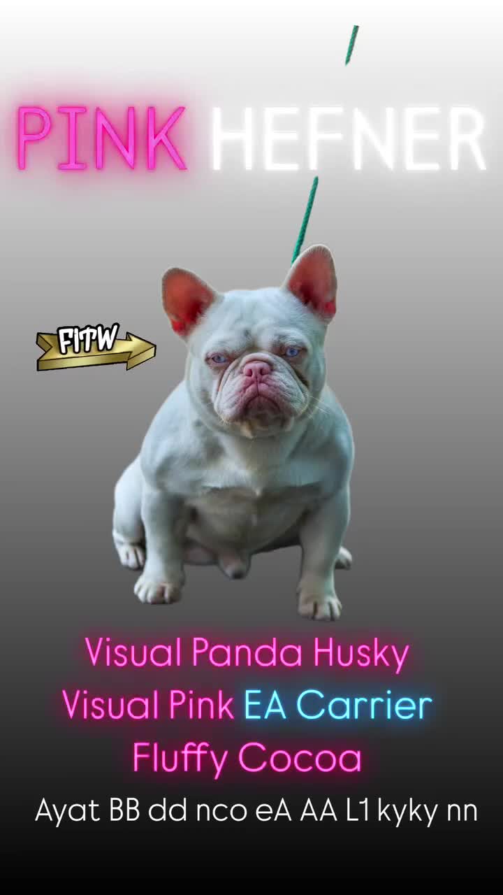 French Bulldog dogs for stud: PINK HEFNER Pink Husky Ea - Video 1