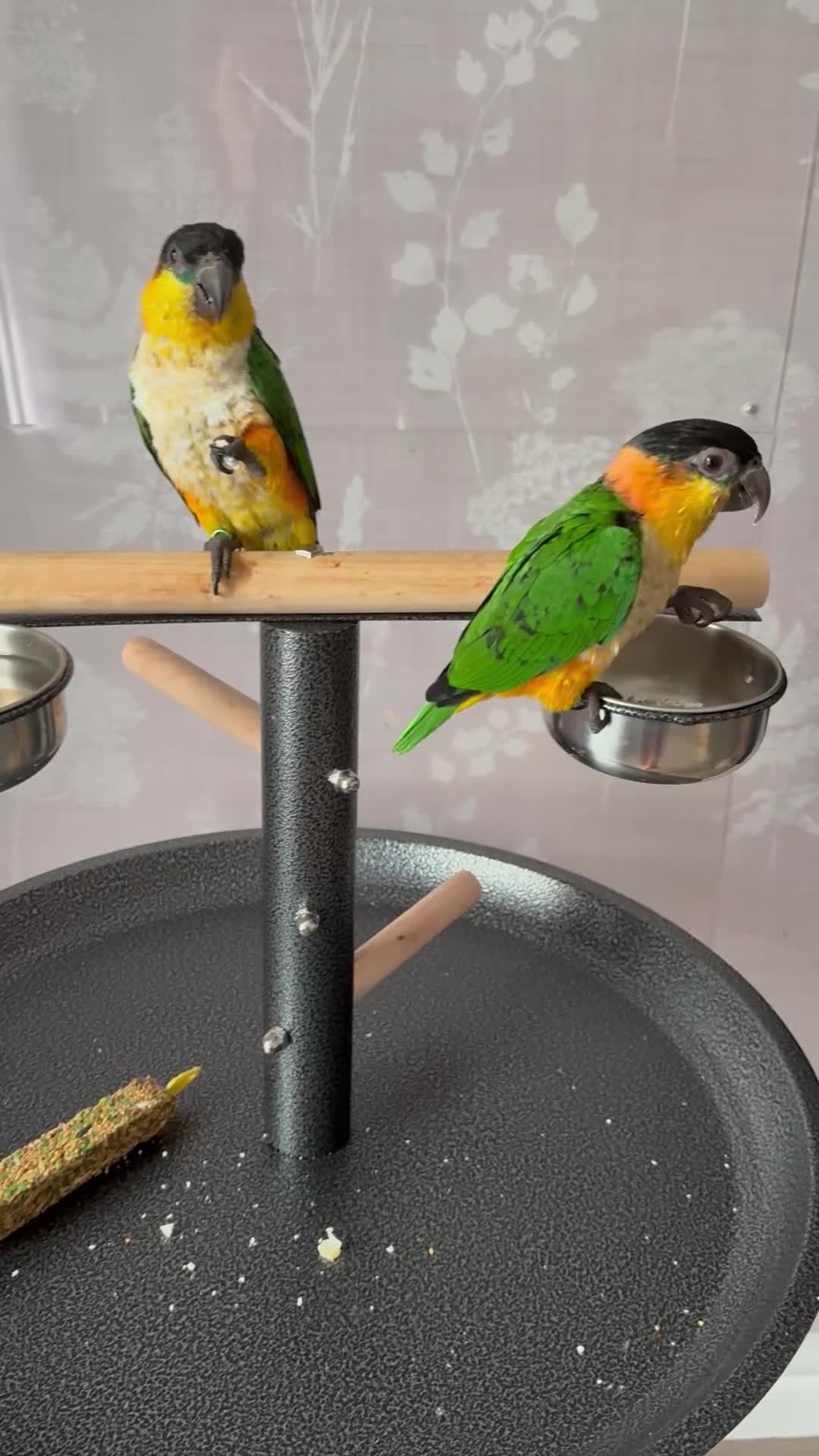 Parrots birds for sale: Pair of Baby Caique Parrots  sold together  - Video 1