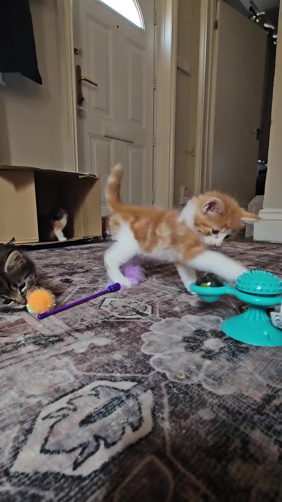 Mixed Breed cats for sale: 6 kittens  in Croydon - Video 1
