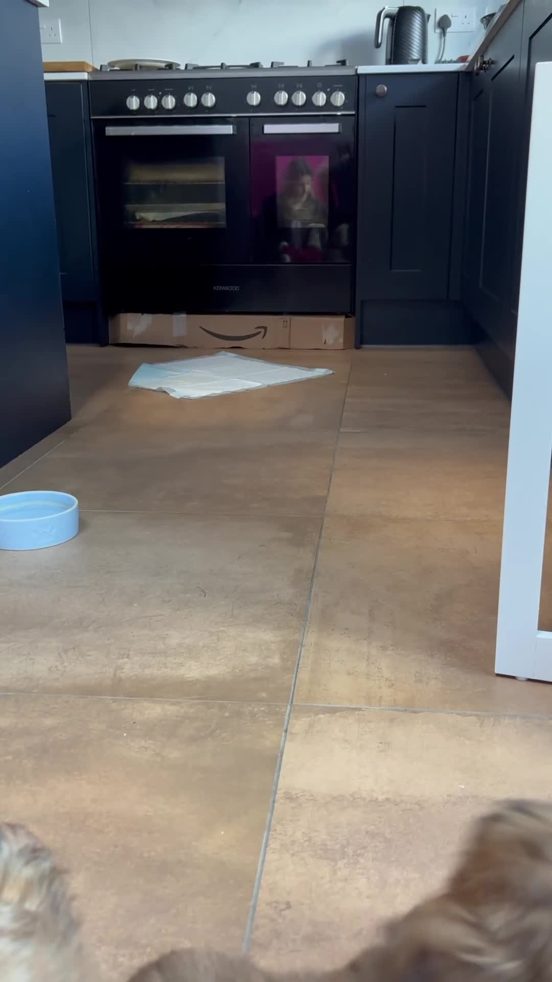 Shih Tzu dogs for sale: Adorable KC Reg boy puppy - Video 4