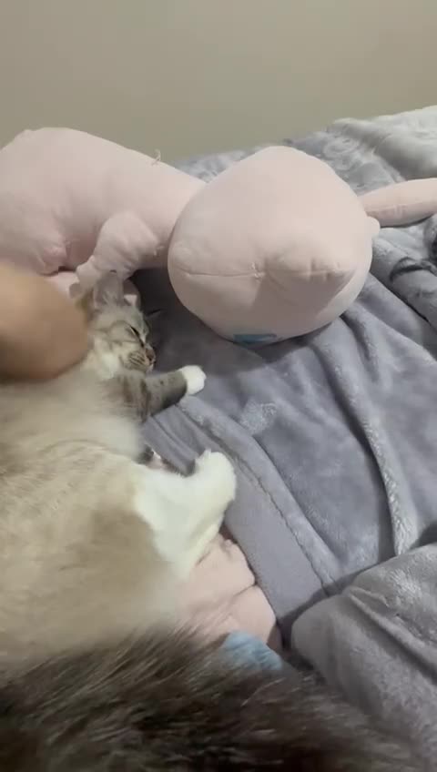 Ragdoll cats for sale: 🐾 LAST MALE RAGDOLL AVAILABLE READY TO GO💕 in Taunton - Video 1