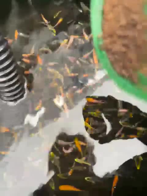 Koi Carp fish for sale: Beautiful koi fry BATCH 3 1-1.5 inch’s  - Video 1