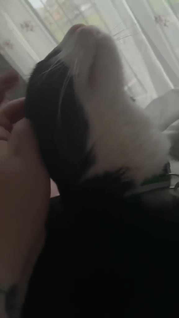 Mixed Breed cats for sale: FREE Choco seeks loving new home - Video 1