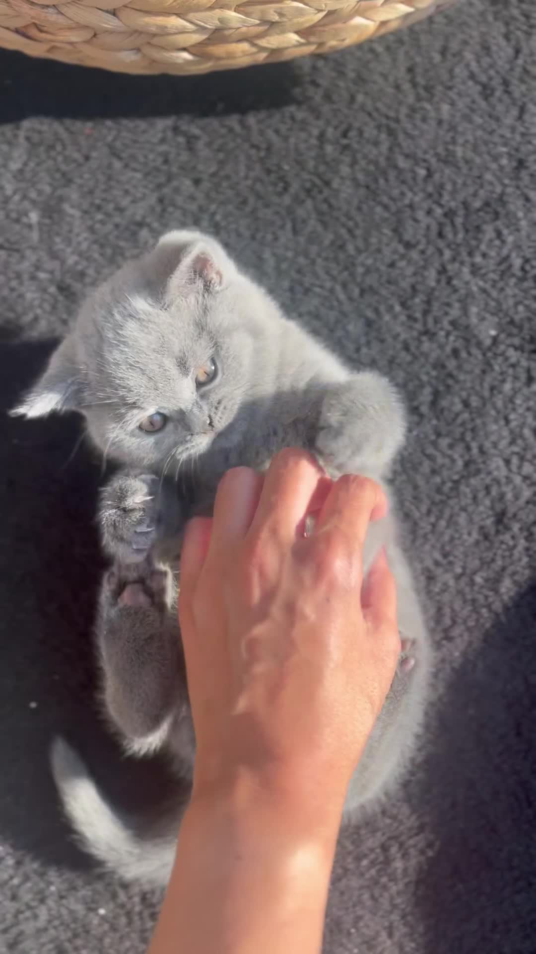 British Shorthair cats for sale: London: GCCF Pedigree British Blue Shorthair Girls - Video 3