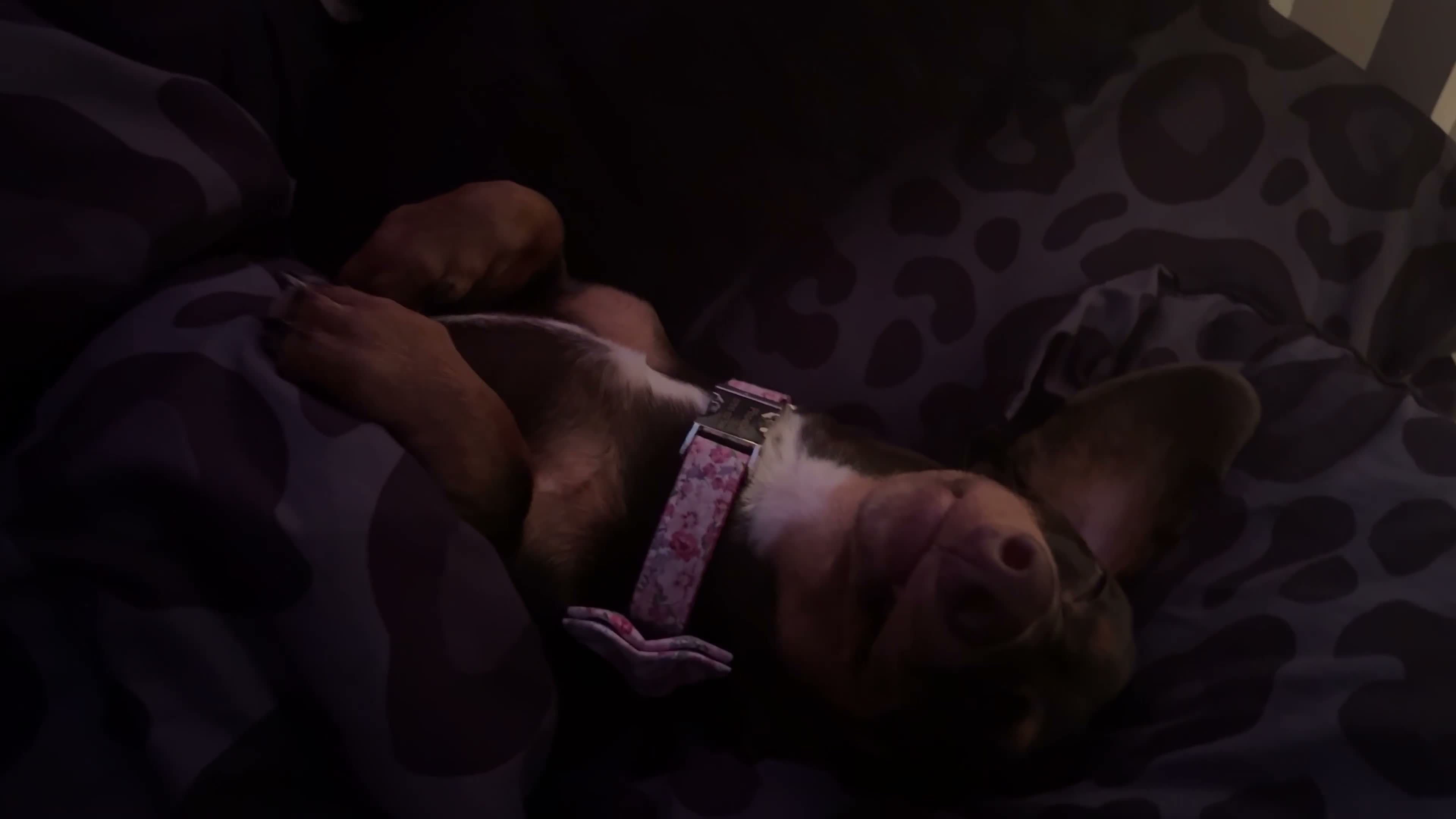 Dachshund dogs for sale: 8 month old Dachshund Female in Manchester - Video 1