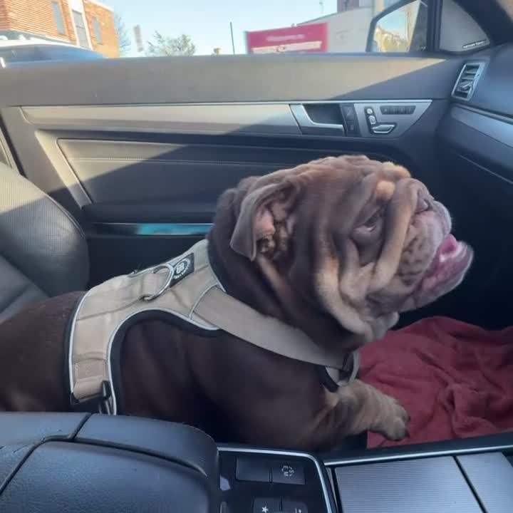 English Bulldog dogs for stud: 🍫🍫 CHOCOLATE & TAN BOY 🍫🍫 in Southend-on-Sea - Video 1