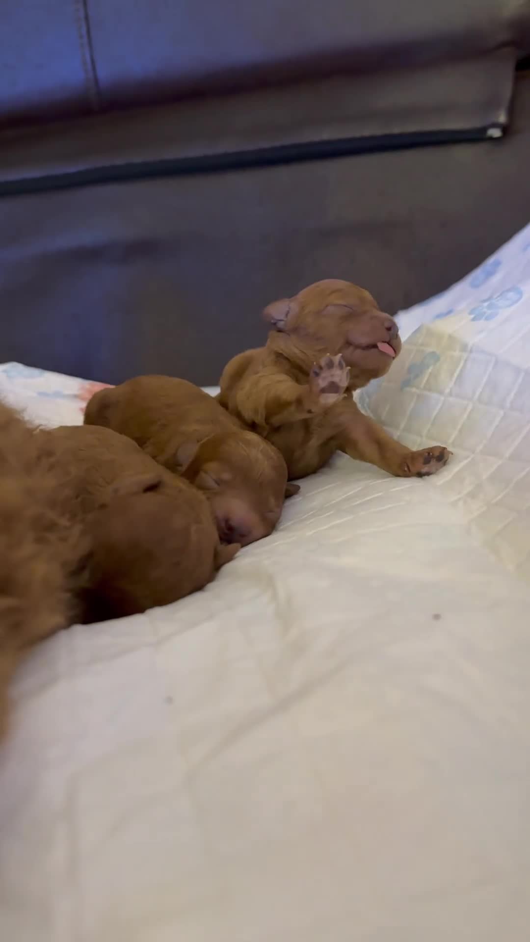 Toy Poodle dogs for sale: Gorgeous Toy Poodle Puppies  - Video 2