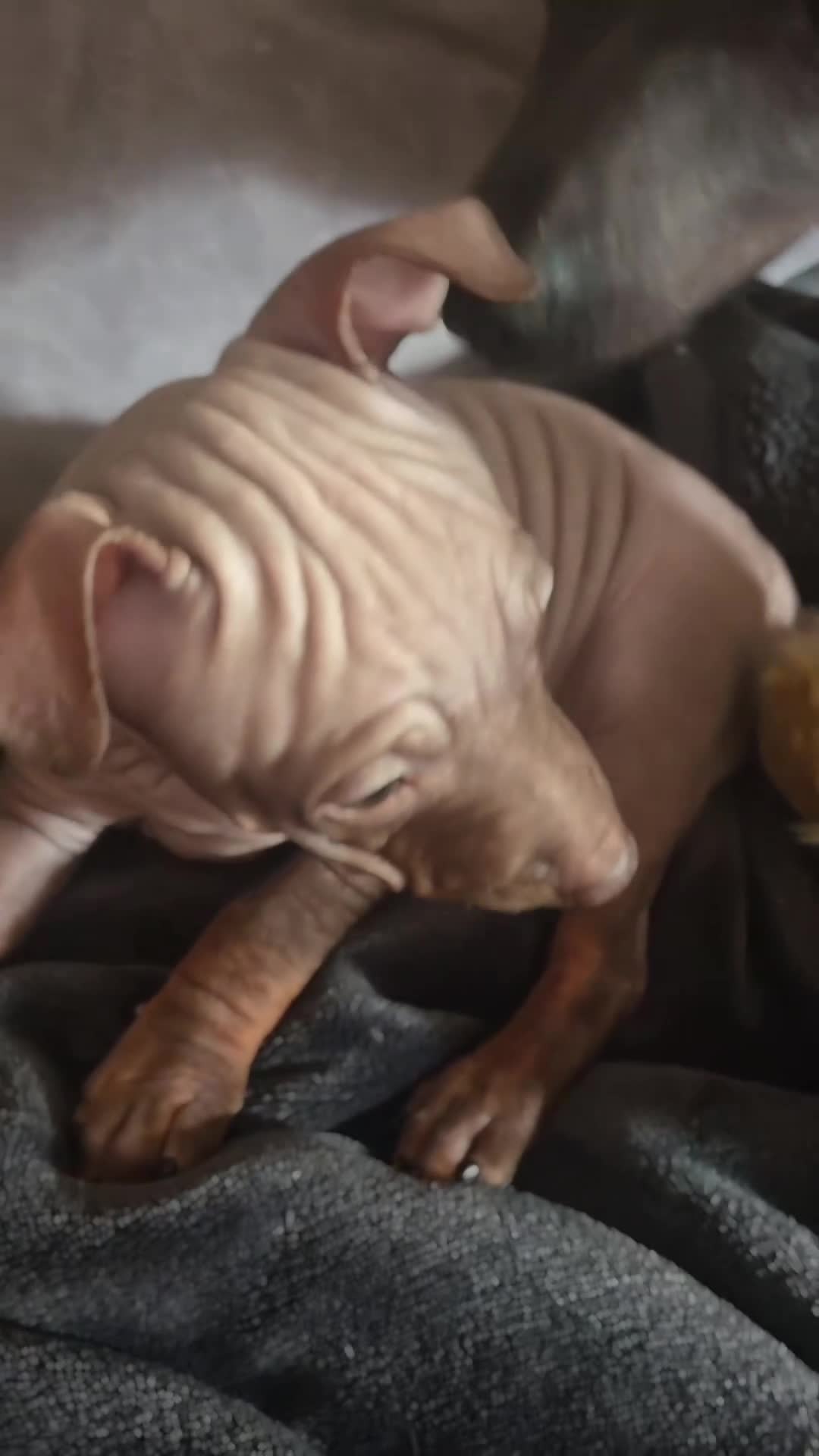 Mexican Hairless dogs for sale: American hairless terrier  - Video 1