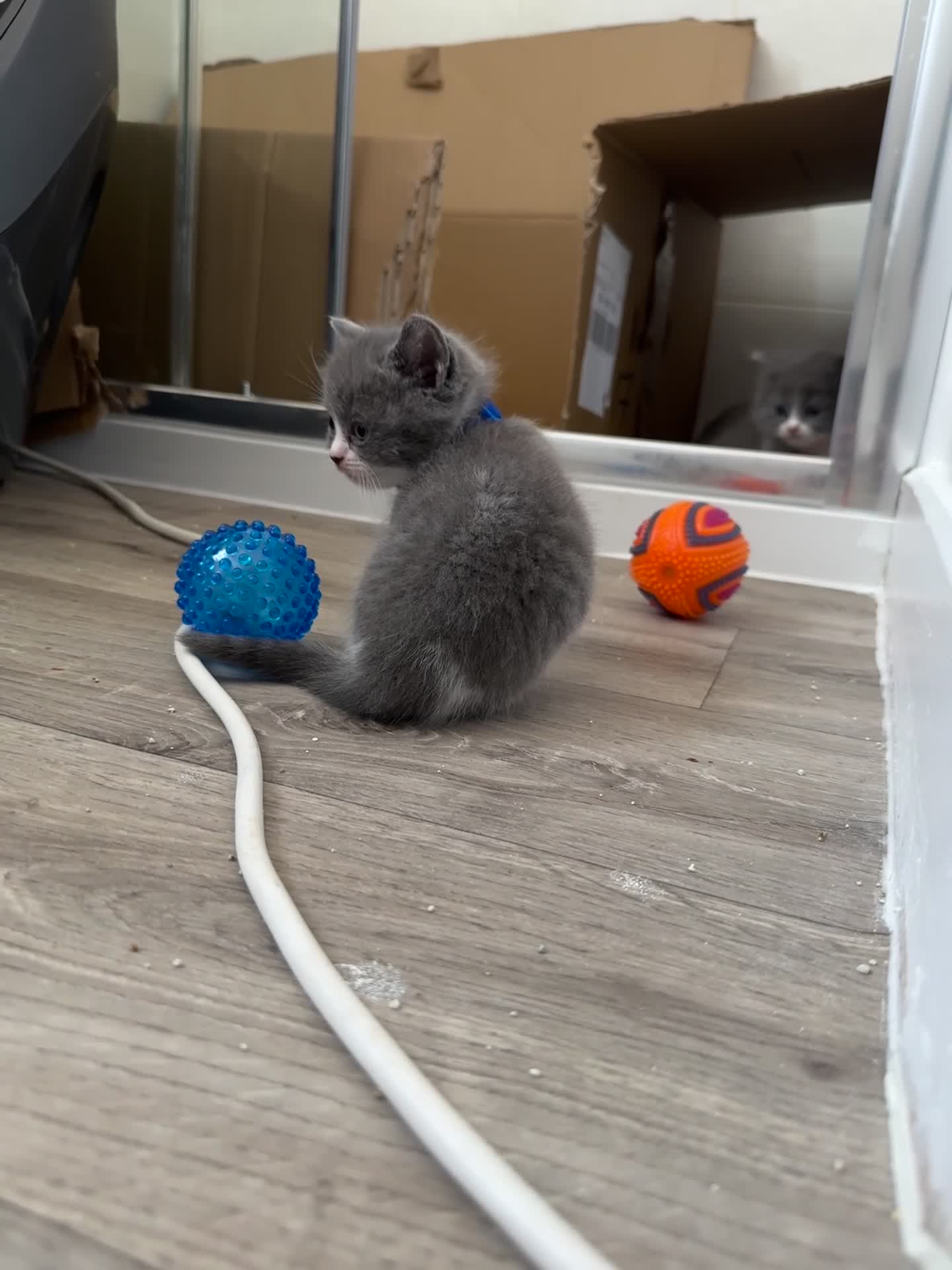 British Shorthair cats for sale: 🐾 Stunning British Shorthair × Persian Kittens 🐾 - Video 1