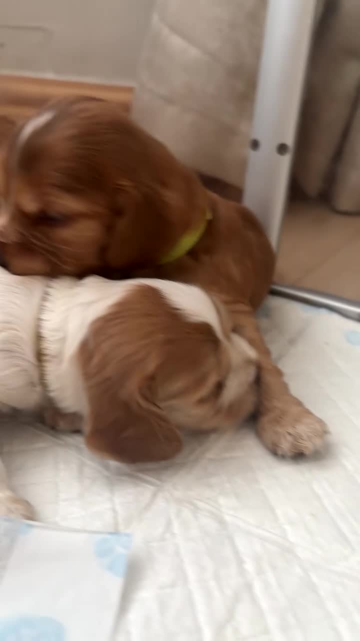 Cocker Spaniel dogs for sale: ⭐️⭐️⭐️⭐️kc registered show cocker spaniels⭐️⭐️⭐️⭐️ in Stockton-on-Tees - Video 2