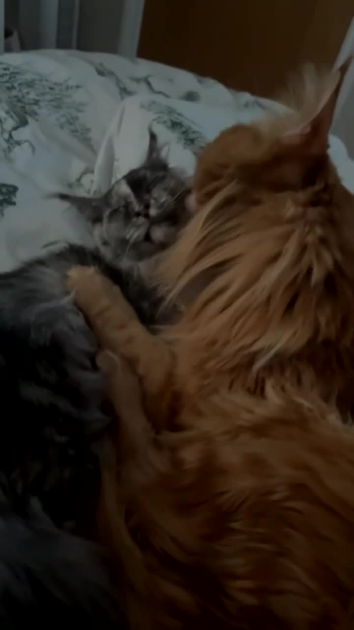 Maine Coon cats for sale: Maincoon cats for rehoming together.  - Video 1