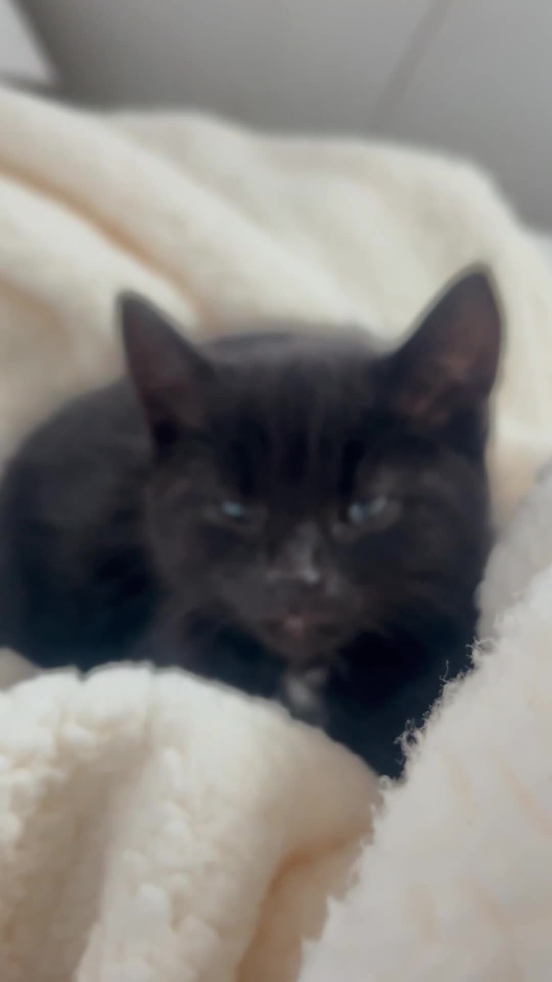 Mixed Breed cats for sale: Adorable Kitten Looking for a Loving Home  - Video 5