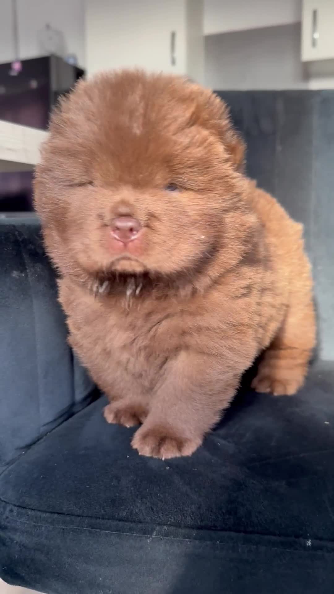 Chow Chow dogs for sale: 2 chow chow baby’s available  - Video 1