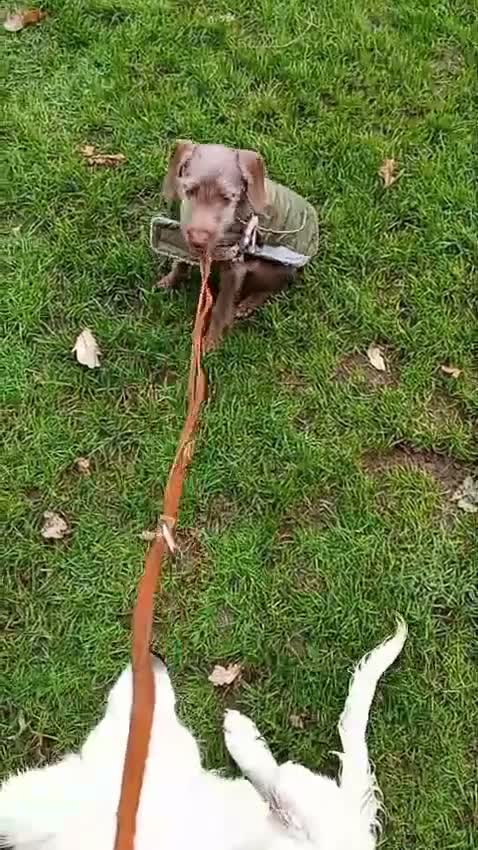 Mixed Breed dogs for sale: All Reserved -  Igglington Looking 4 Love - Video 1