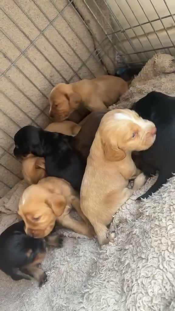 Cocker Spaniel dogs for sale: 💙7 BEAUTIFUL BOY PUPPIES. 3 WEEKS OLD💙 - Video 4