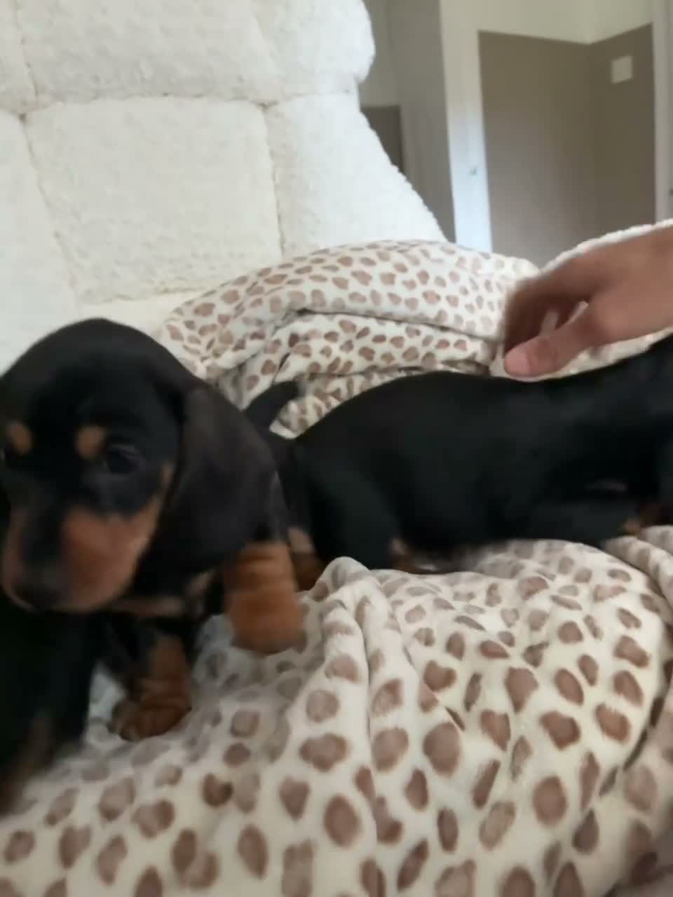 Miniature Dachshund dogs for sale: BLACK AND TAN MINIATURE DOXIES  in Wallsend - Video 2
