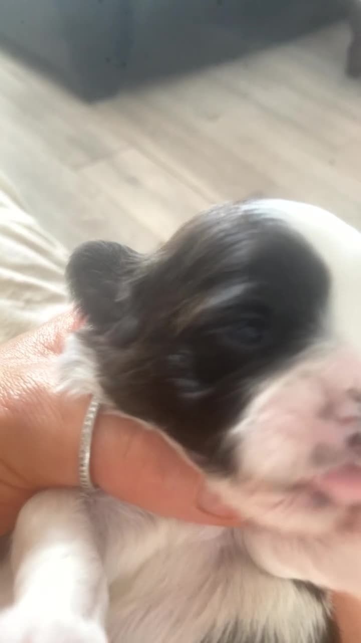 Shih Tzu dogs for sale: Imperial Shih Tzu - Video 2