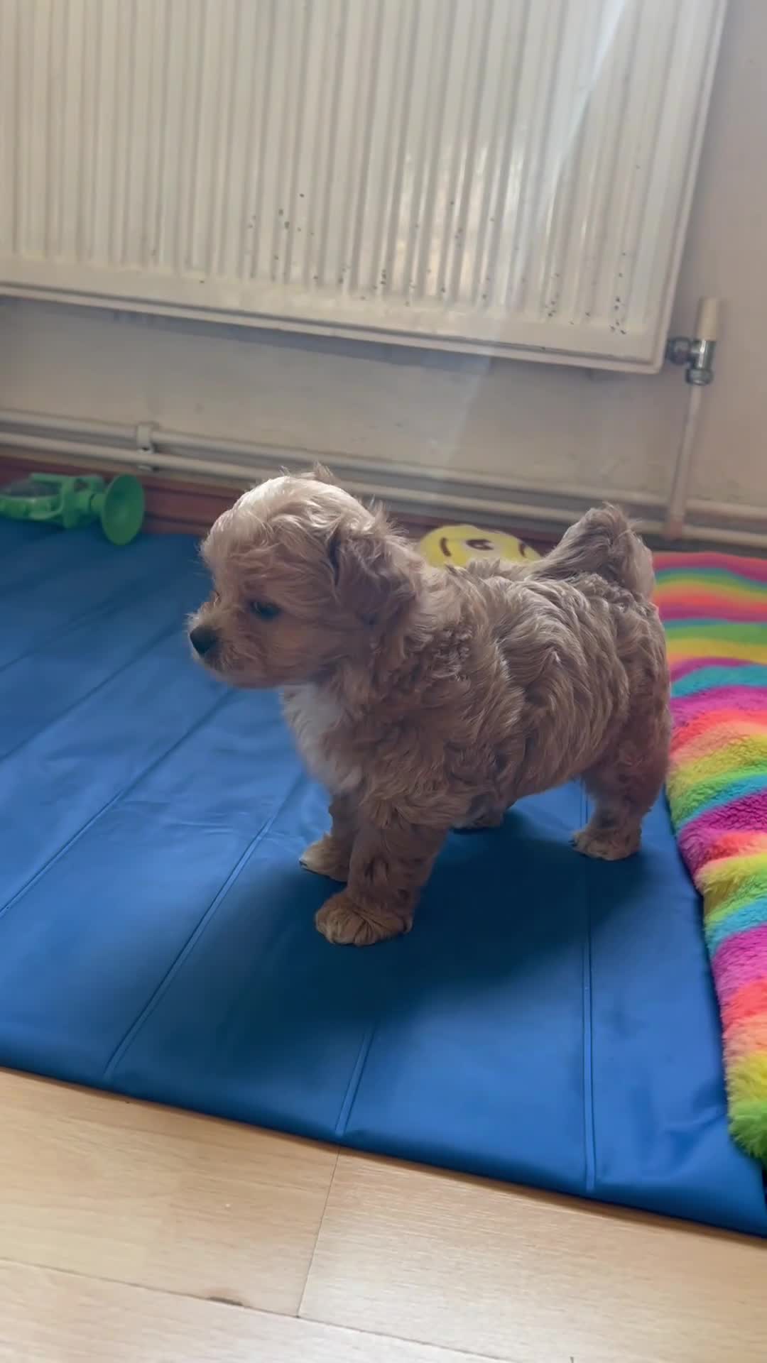 Maltipoo dogs for sale: 1 BOY LEFT (Stormi) RARE F1B Maltipoo Puppies - Video 1