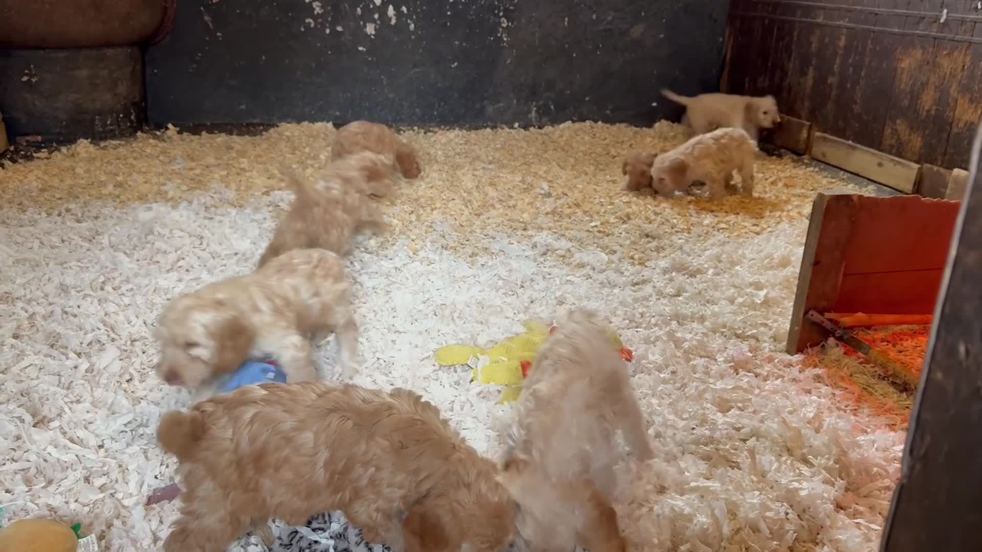 Cockapoo dogs for sale: F1 standard Cockapoo’s  - Video 3
