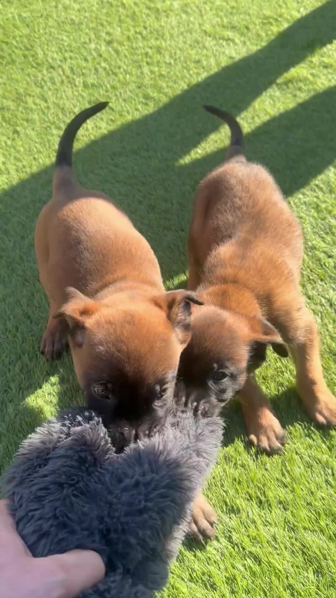 Belgian Shepherd Dog dogs for sale: Champion lines Dutch herder / Malinois puppies  - Video 1