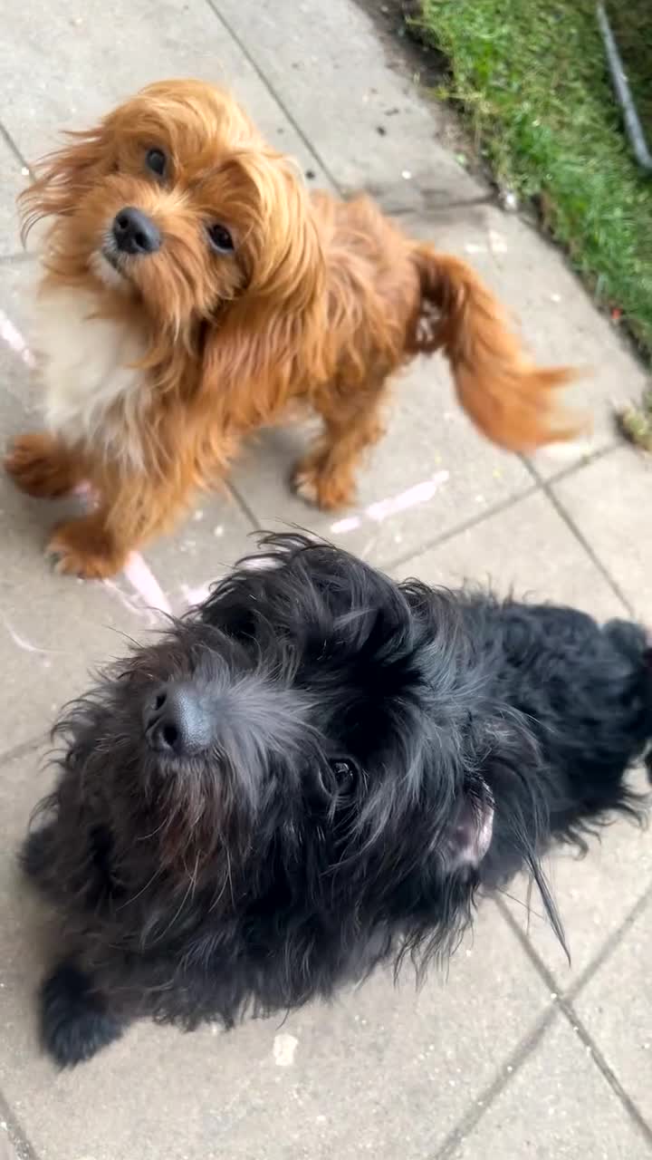 Chipoo dogs for sale: Chipoo for sale - Video 1
