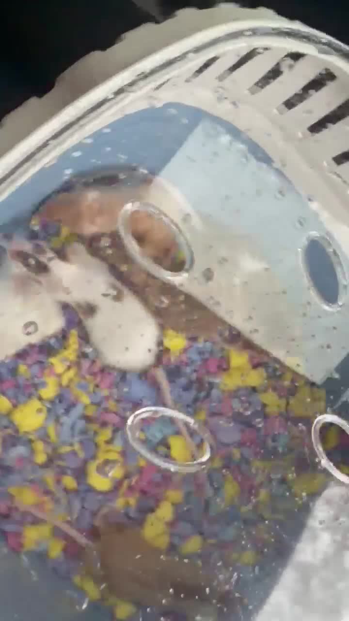 Mouse rodents for sale: Mouse Full set up - Video 1