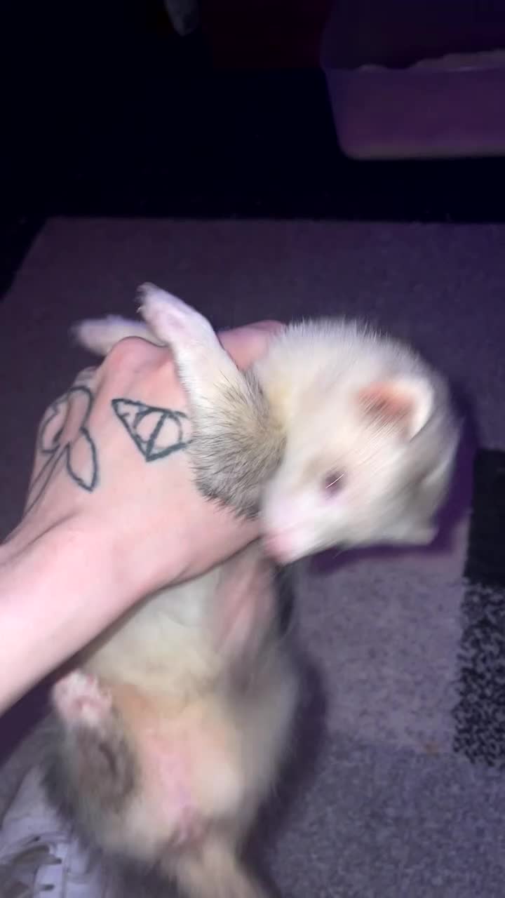 Ferret rodents for sale: Dorris the ferret - Video 1