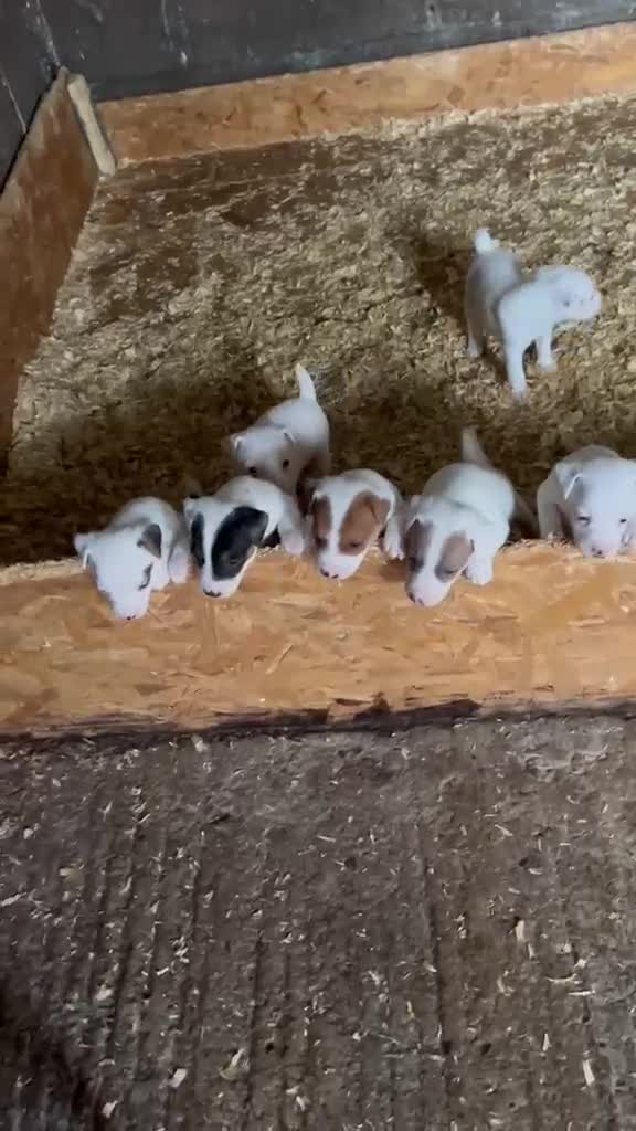 Jack Russell dogs for sale: Parson jack russles 1 boy left  - Video 2