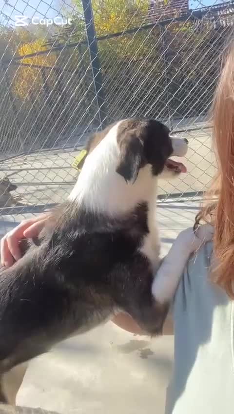 Mixed Breed dogs for adoption: Kaia, 1.5 yrs approx. Available for adoption. - Video 4