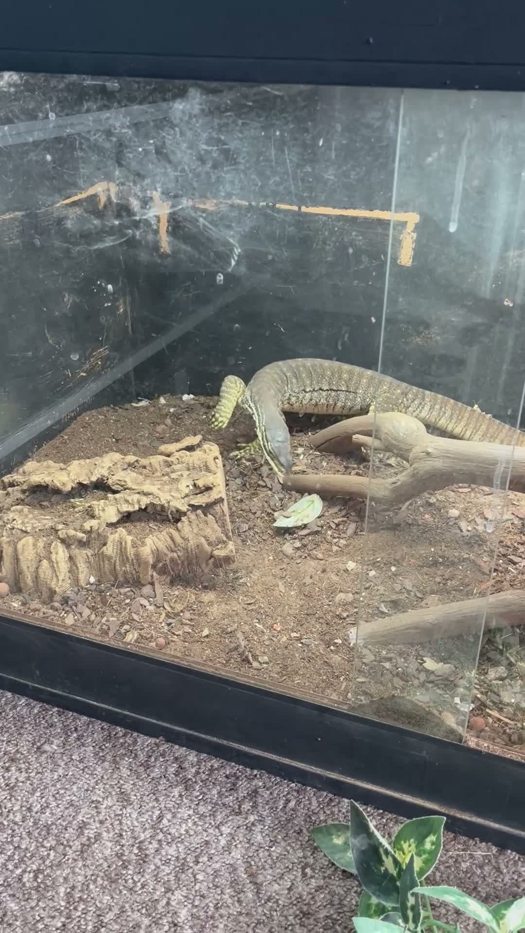 Iguana reptiles for sale: Argus monitor  - Video 1
