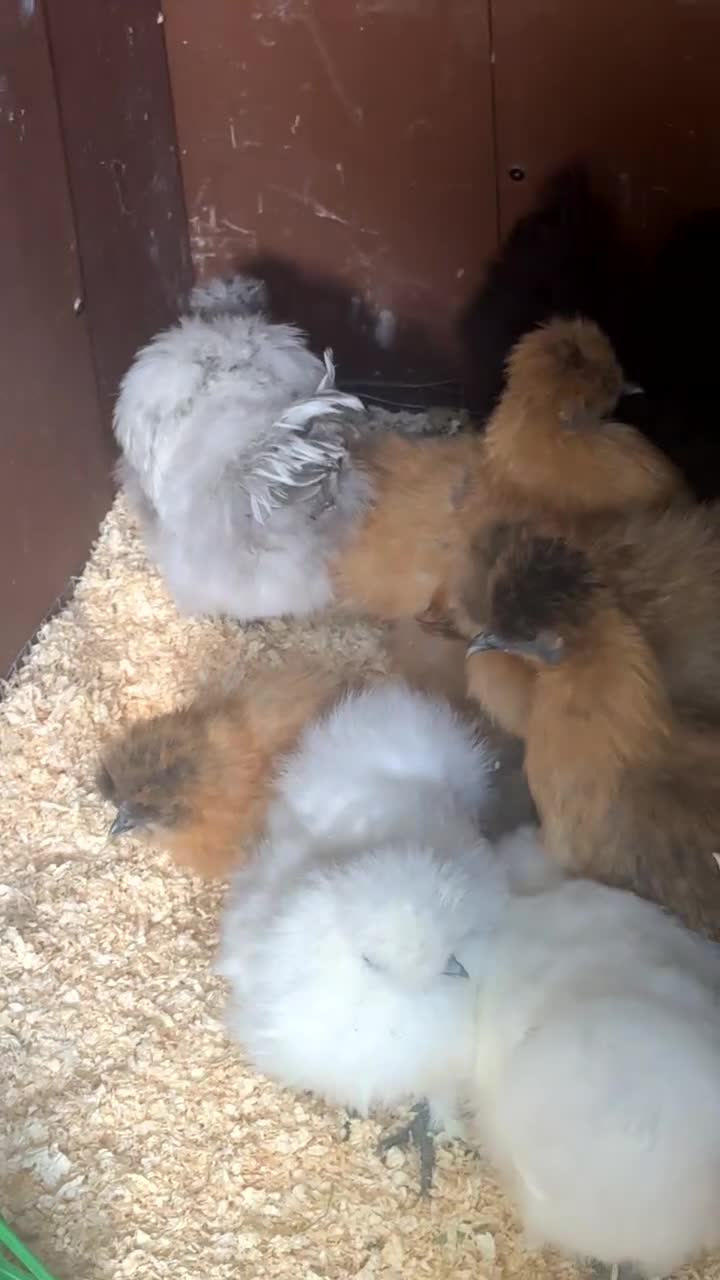 Chickens poultry for sale: Silkie hens mixed colours kings Lynn area  - Video 1