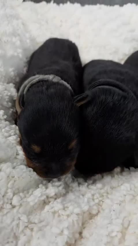 Rottweiler dogs for sale: Gorgeous Rottweiler Puppies  - Video 2