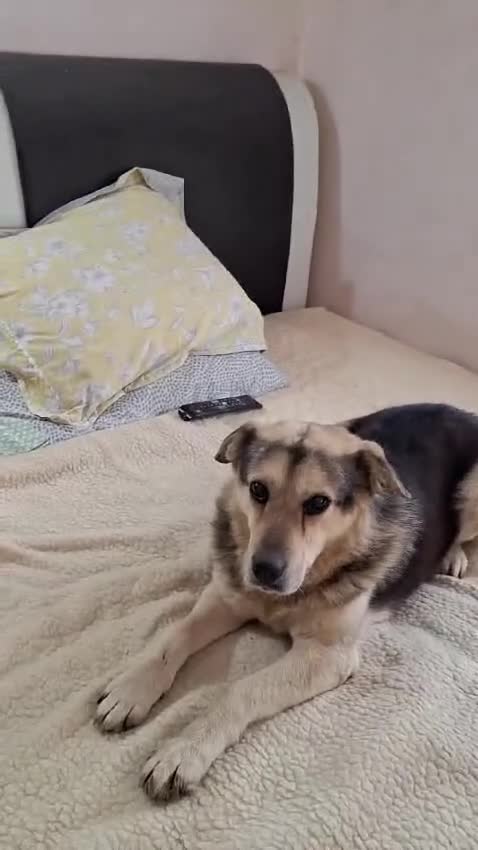 Mixed Breed dogs for adoption: Oldie but Goldie MAX needs a Loving Home - Video 2