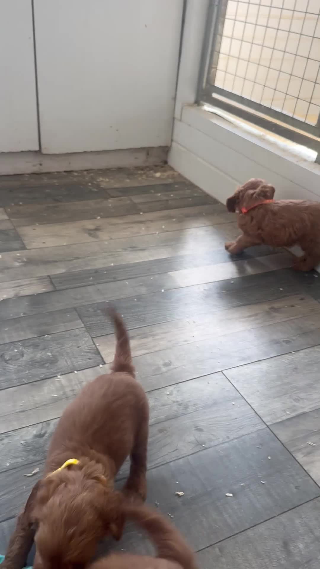 Cockapoo dogs for sale: F1b outstanding cockapoo fully  health tested in Ely - Video 2