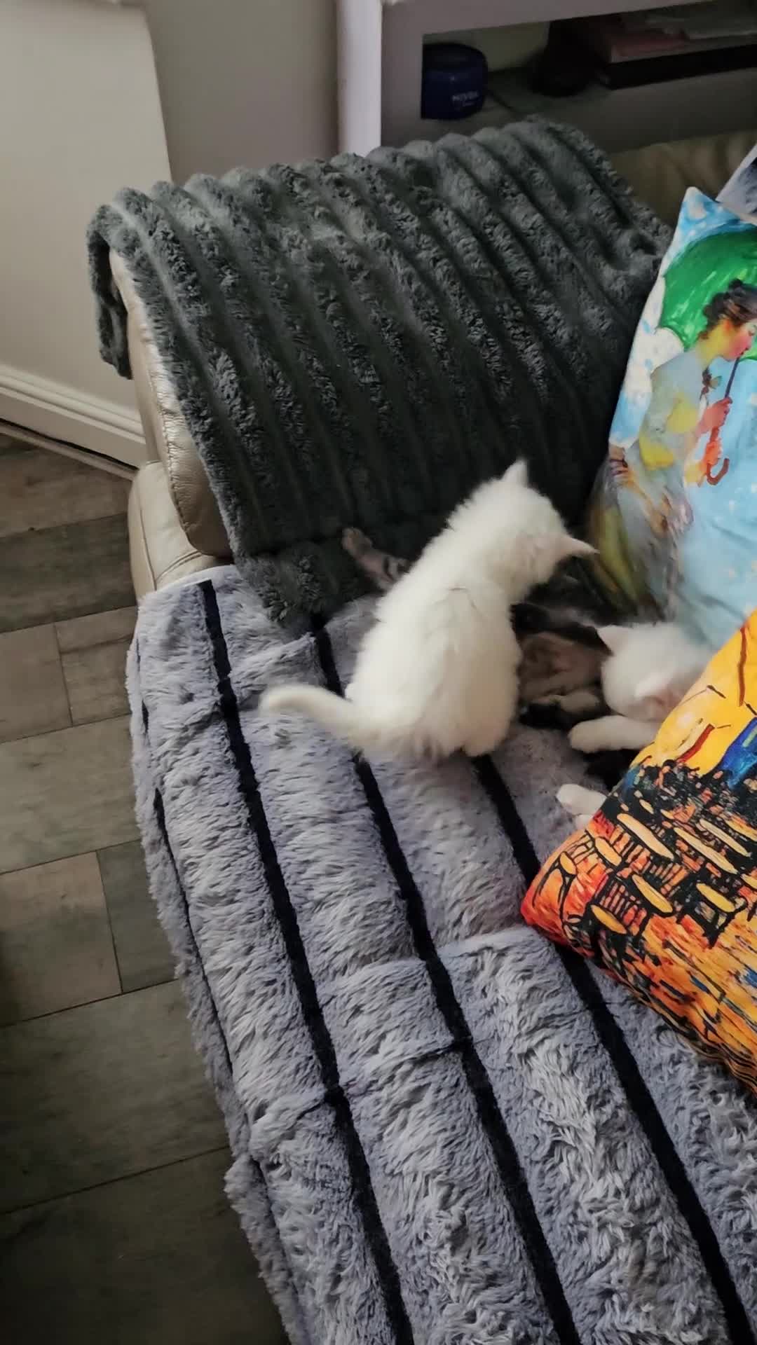 Maine Coon cats for sale: 3 Maine Coon kittens, 1 girl, 2 boys - Video 3